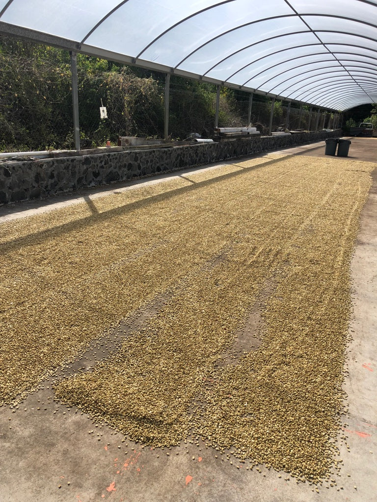 Aloha Hills Kona Coffee mill parchment drying - Old Salt Coffee