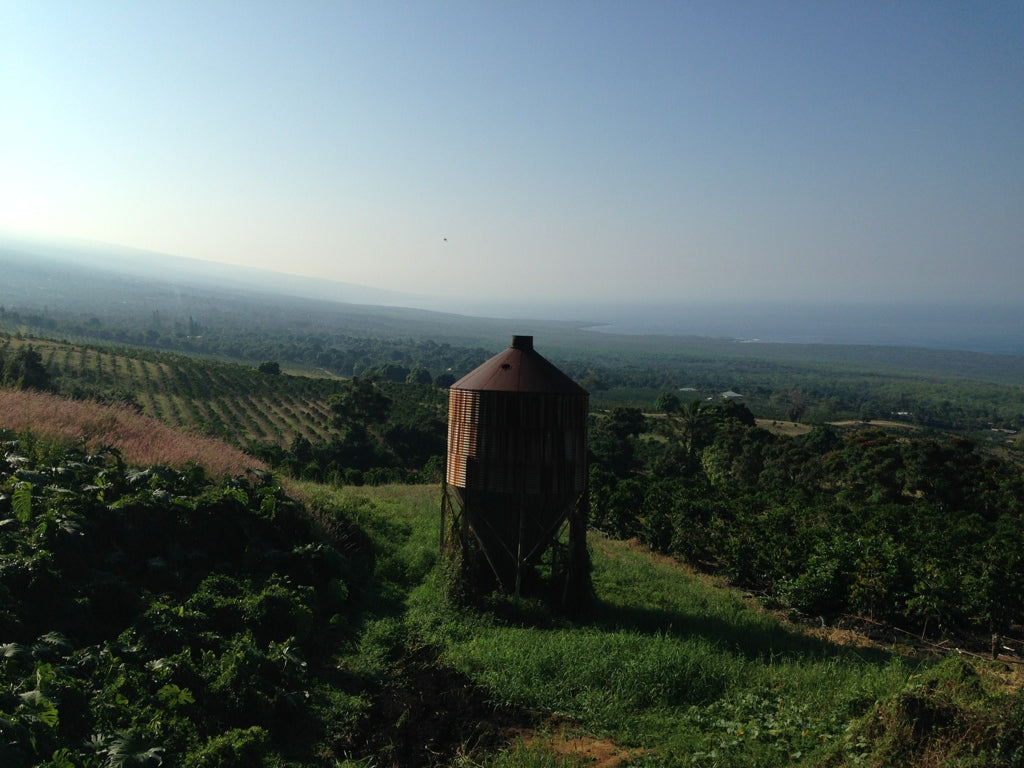 Castaway Farm Kona Coffee - Old Salt Coffee