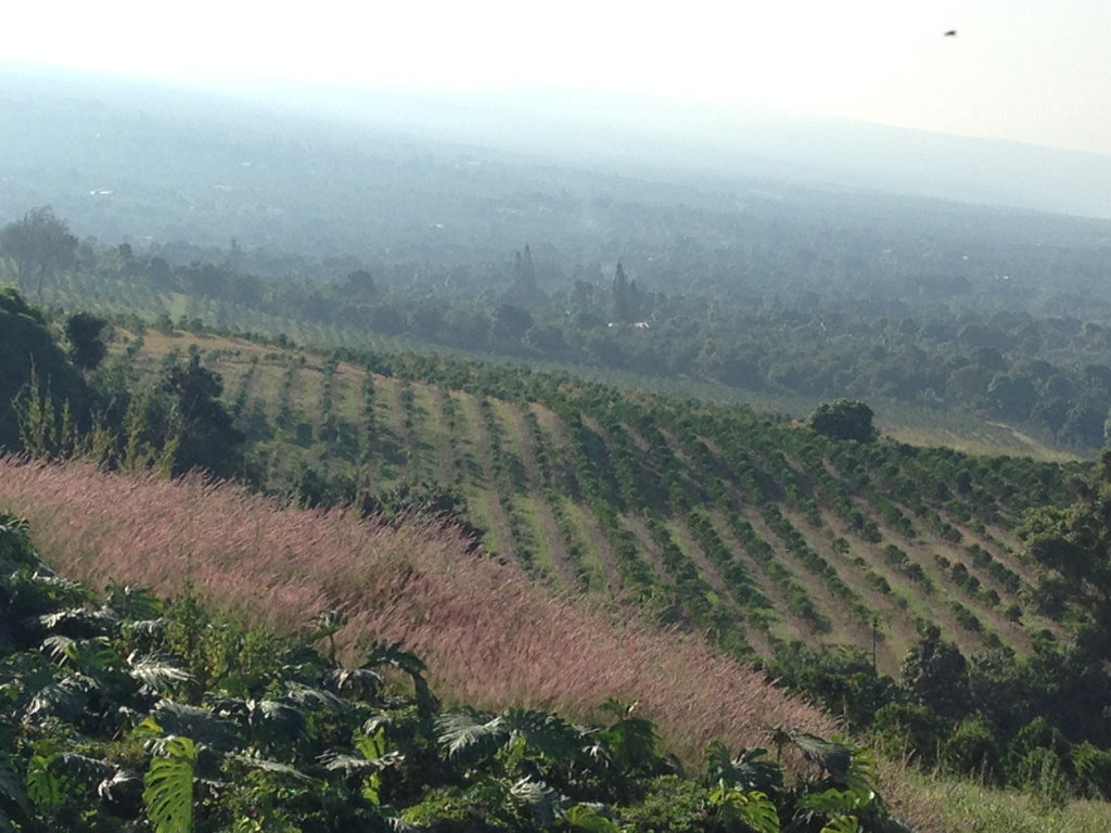 Castaway Farm coffee trees in Captain Cook Hawaii - Old Salt Coffee